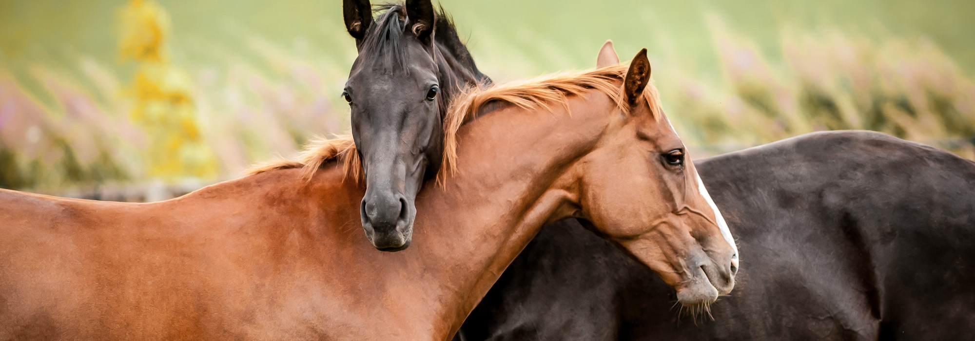 Horse Mortality Insurance in Adrian, MI